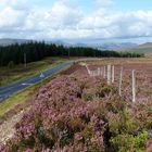 Flowering heather in Glen Garry, Scotland