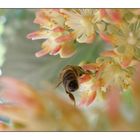 Flowering linden tree