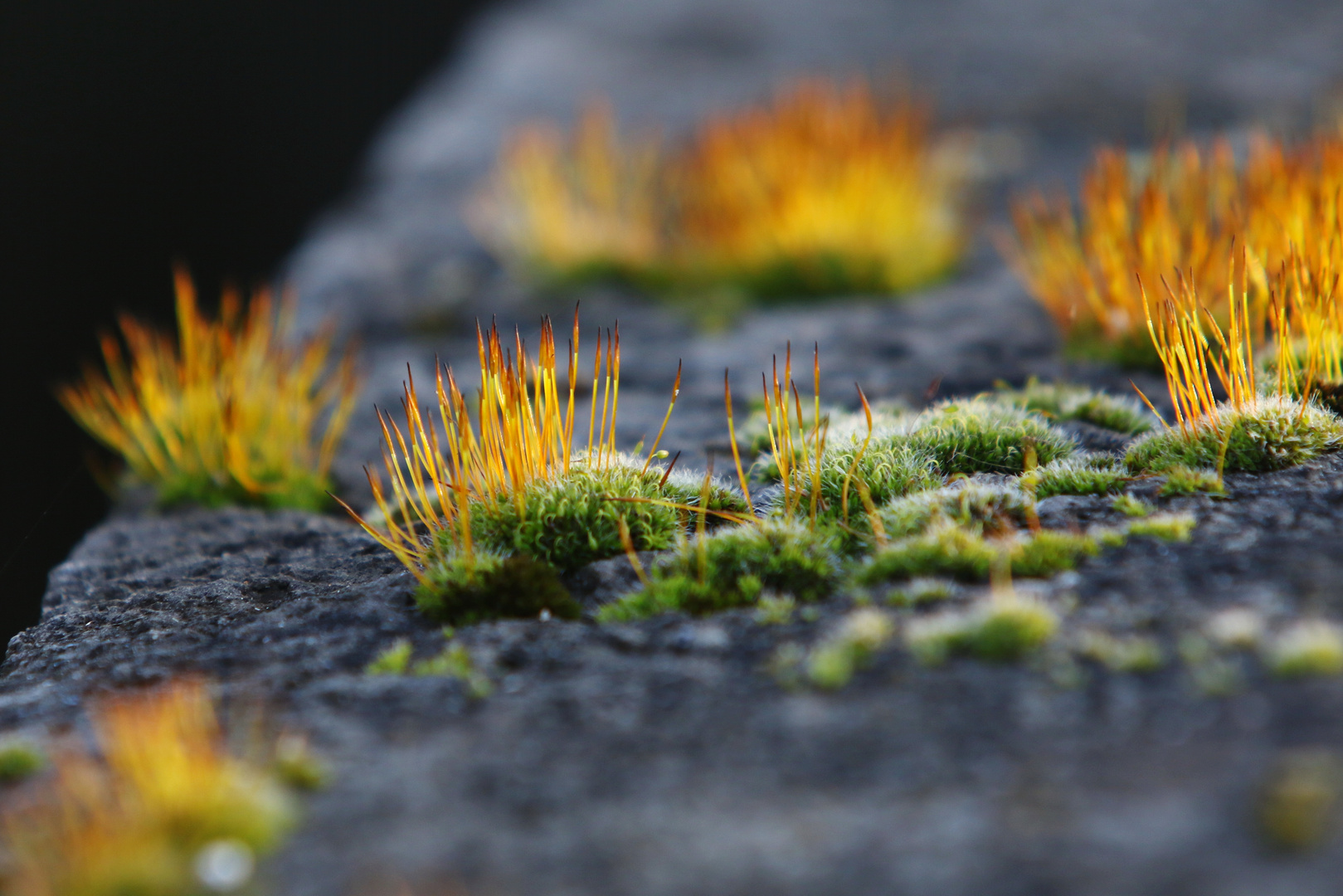 Flowering Moss - Blühendes Moos