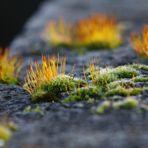 Flowering Moss - Blühendes Moos