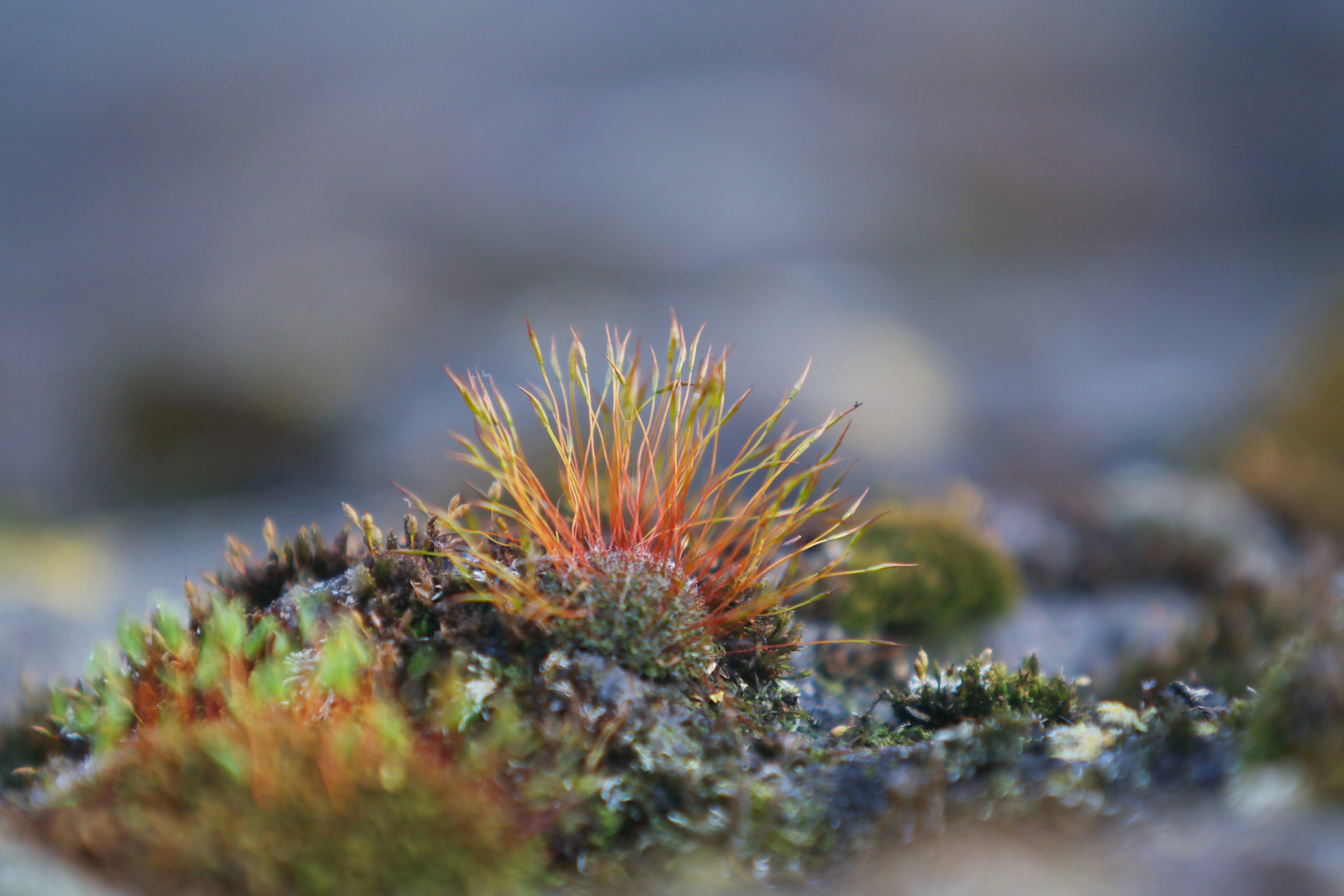 Flowering Moss - Spring in Berlin