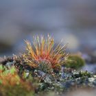 Flowering Moss - Spring in Berlin