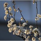 Flowering pear