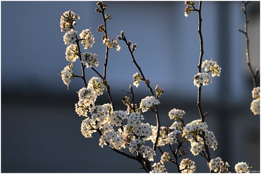 Flowering pear