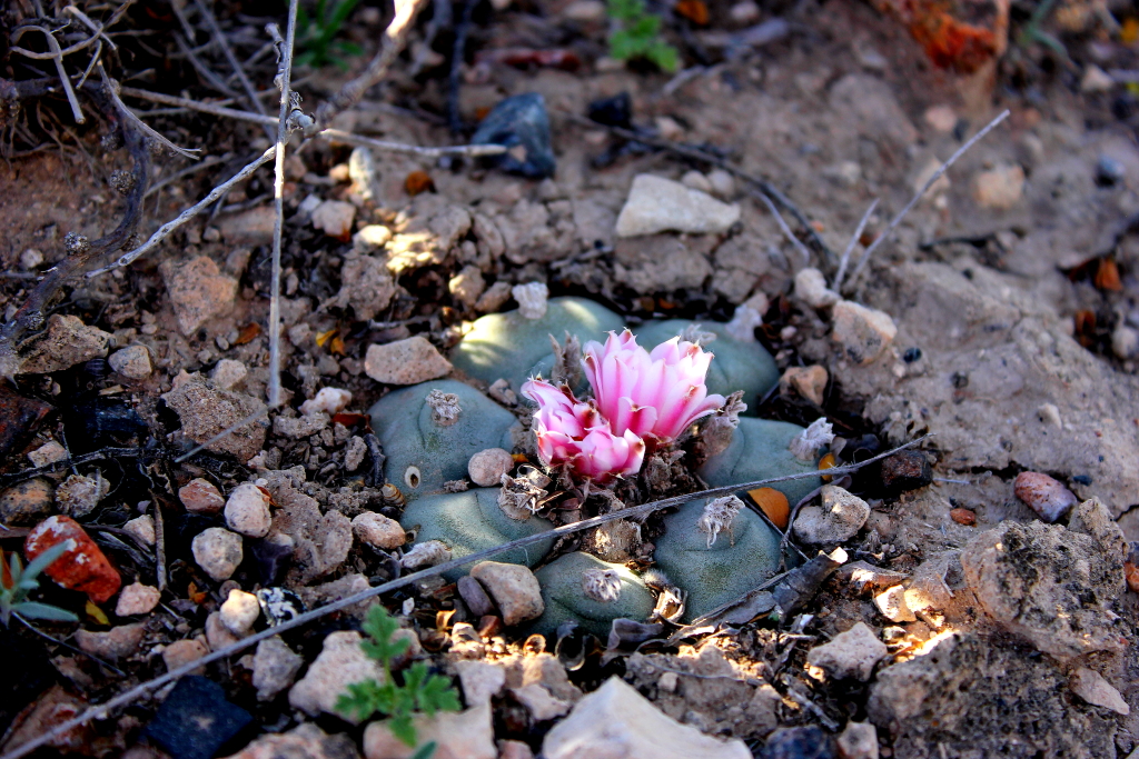 flowering Peyote 