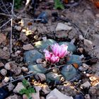 flowering Peyote 