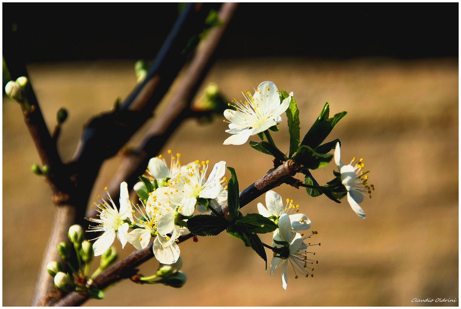 Flowering plum