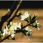 Flowering plum