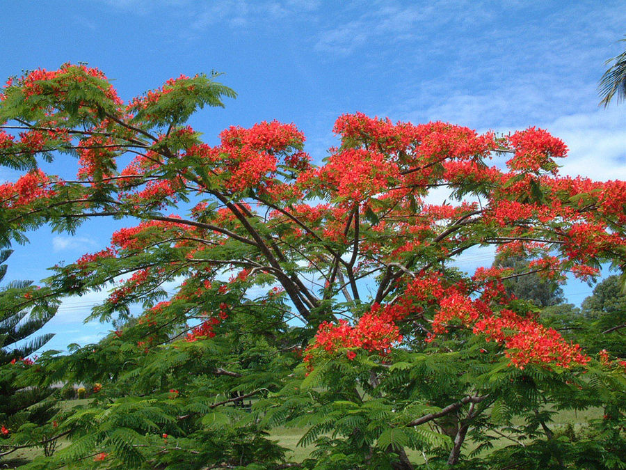 Flowering Poinciana Tree