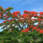 Flowering Poinciana Tree