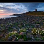 Flowering sunrise