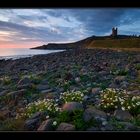 Flowering sunrise