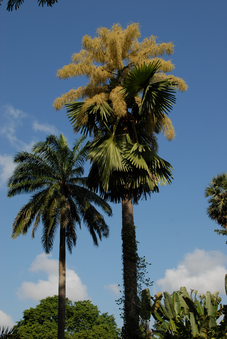 flowering Talipot Palm (corypha umbraculifera)