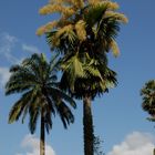 flowering Talipot Palm (corypha umbraculifera)