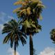 flowering Talipot Palm (corypha umbraculifera)