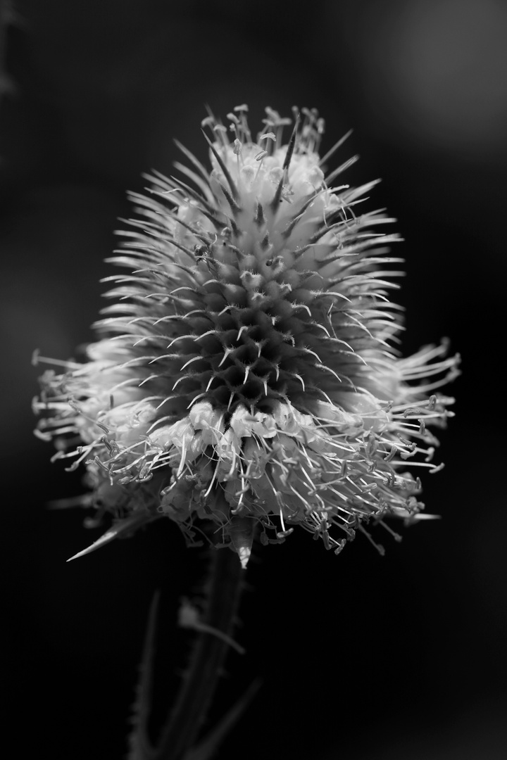 Flowering Thistle Macro - BW Version