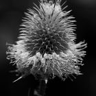 Flowering Thistle Macro - BW Version