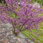 flowering tree