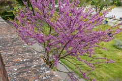 flowering tree