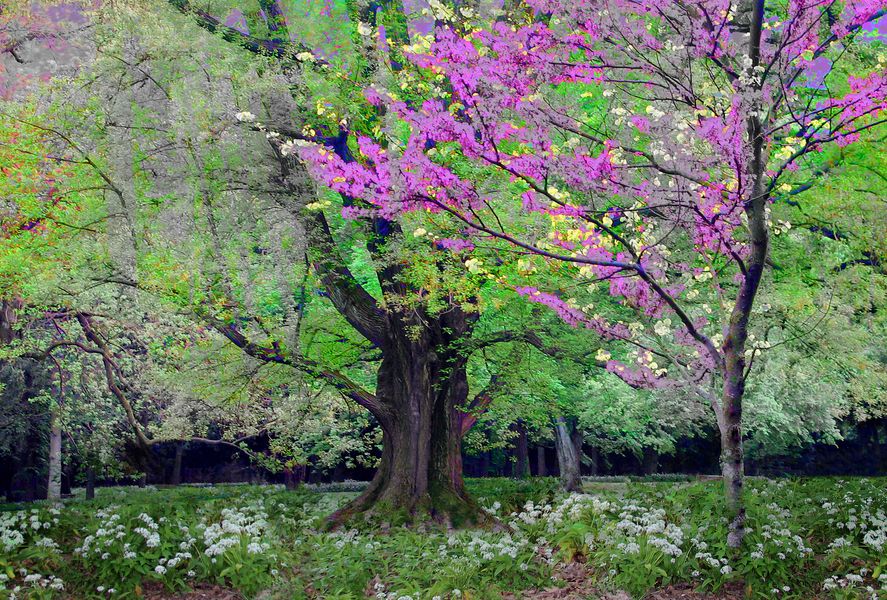 Flowering Trees