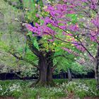 Flowering Trees