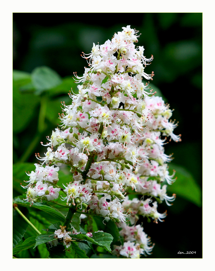 Flowering trees.....