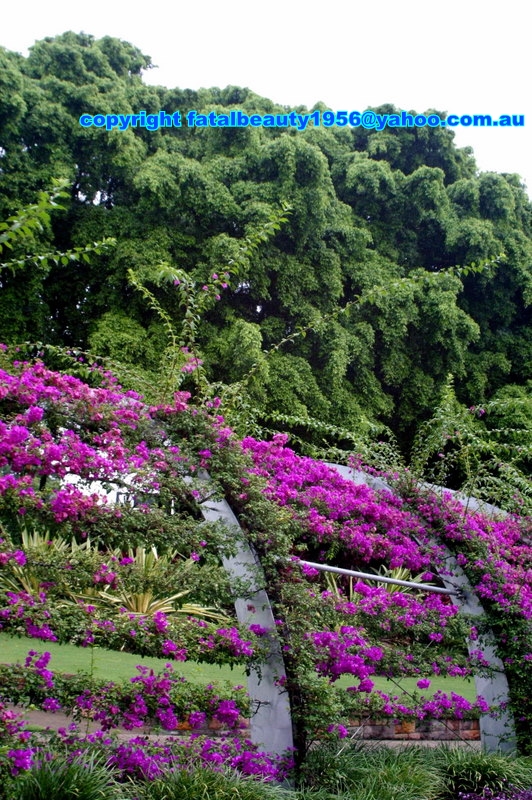 flowering walkway