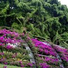 flowering walkway