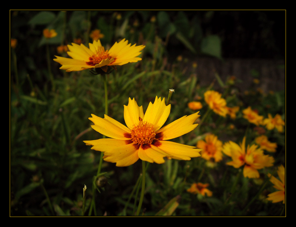 ::Flower.Orange.Yellow.Red.::