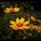 ::Flower.Orange.Yellow.Red.::