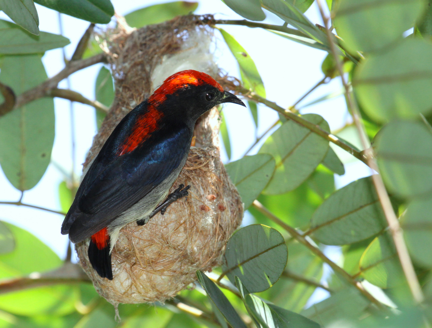 Flowerpecker