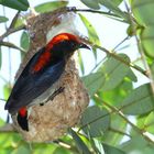 Flowerpecker