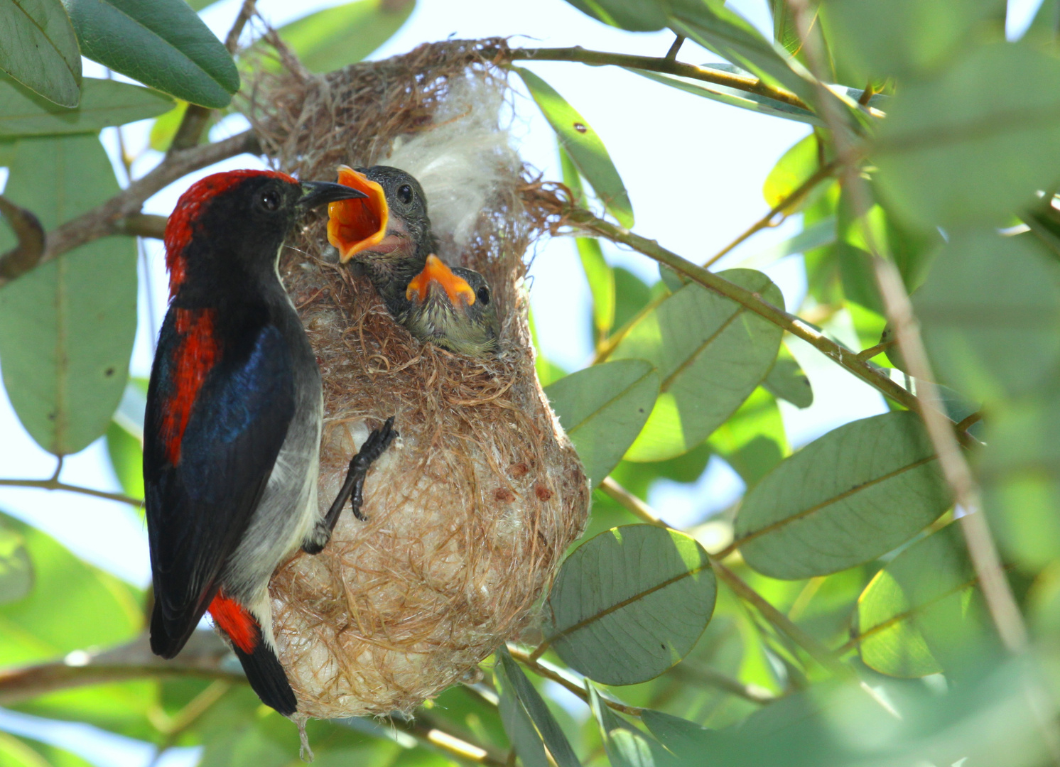 Flowerpecker bei der Brutpflege