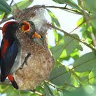 Flowerpecker bei der Brutpflege