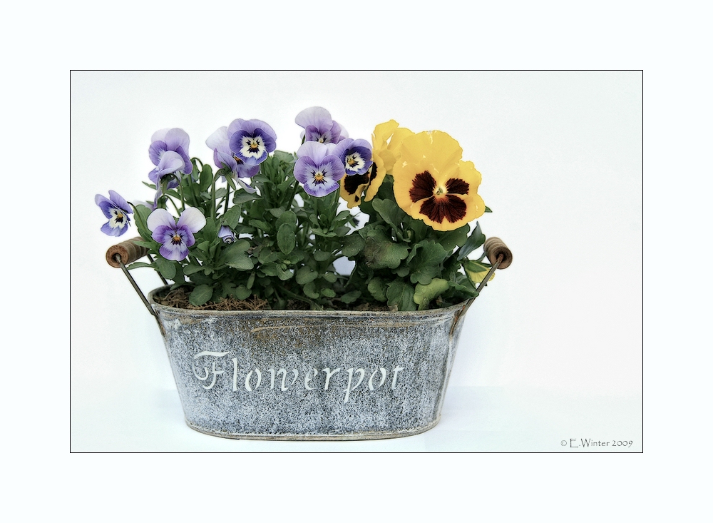 *FLOWERPOT*