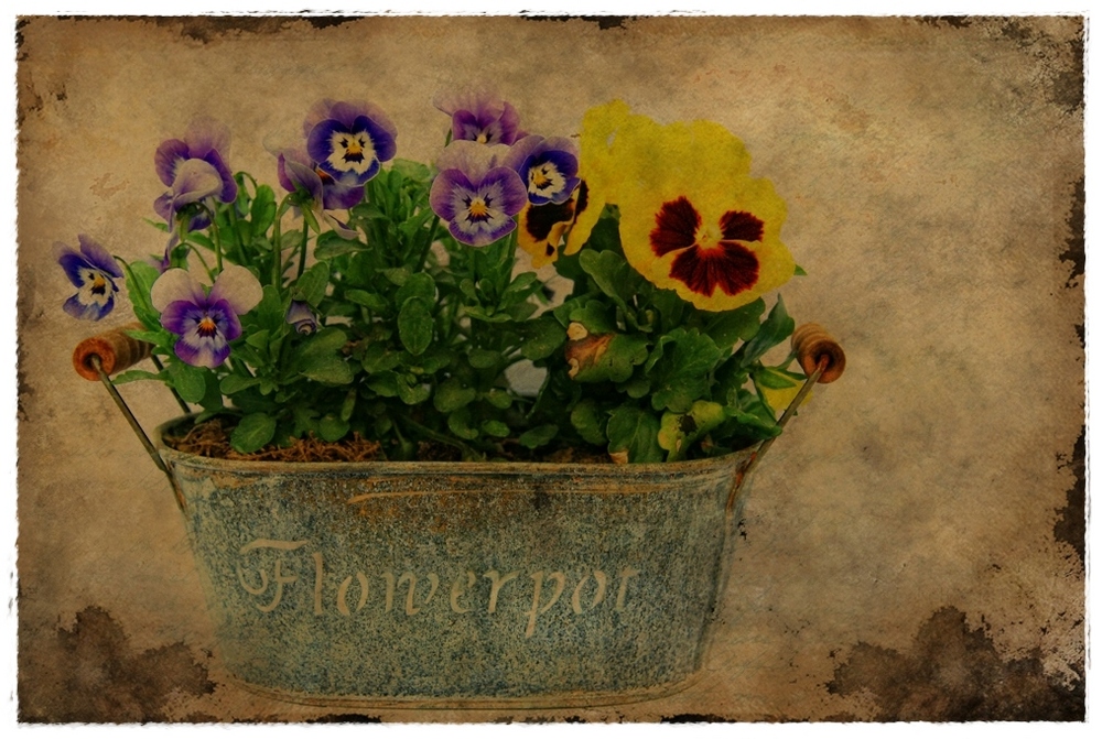 FLOWERPOT