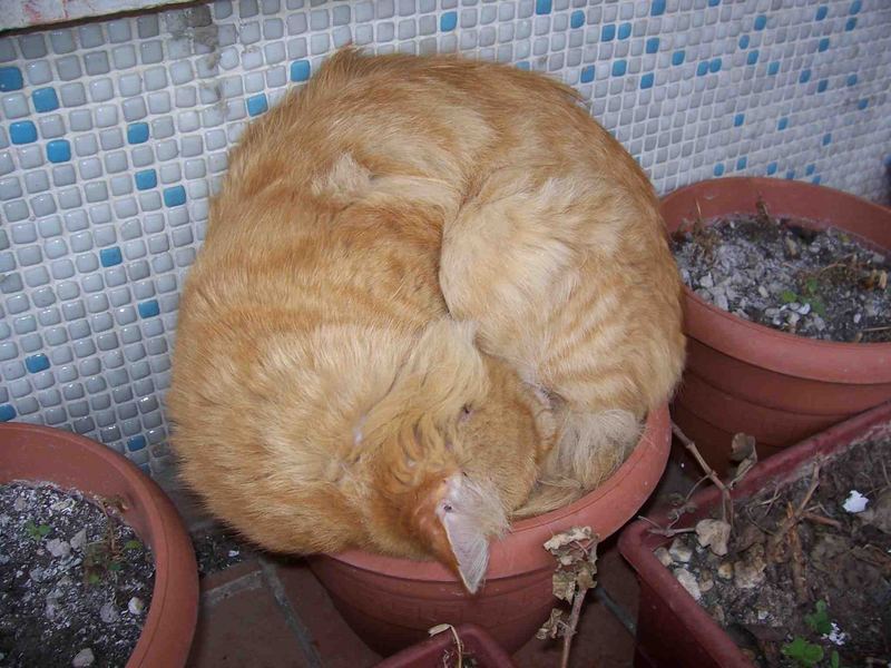 Flowerpot & Cat