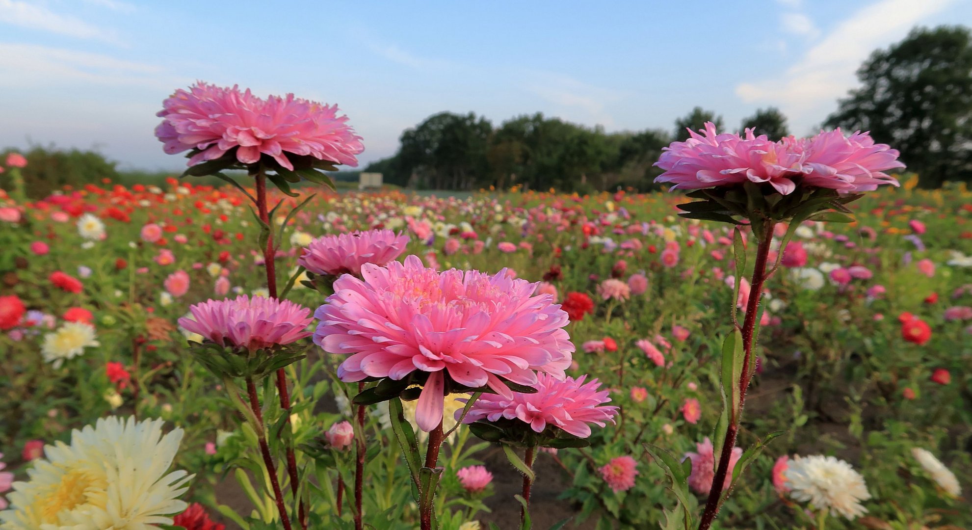 "flowerpower"