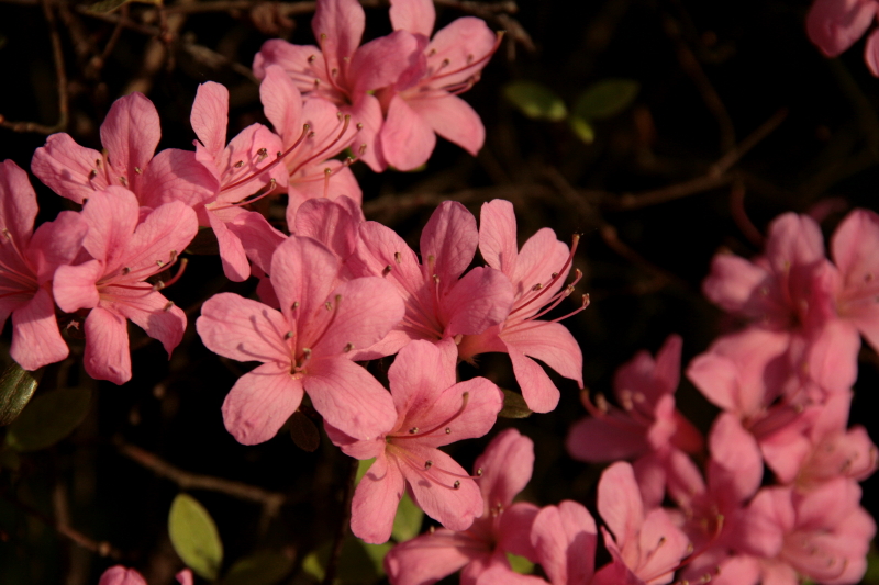 FLOWERPOWER by Brigitte Gröber