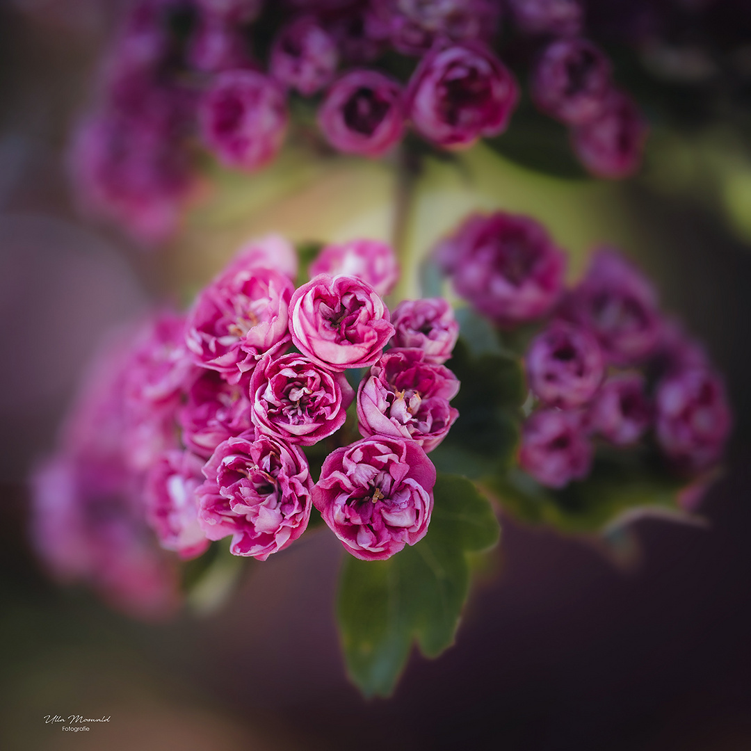 ...flowerpower... Foto & Bild natur, blumen, pflanzen Bilder auf