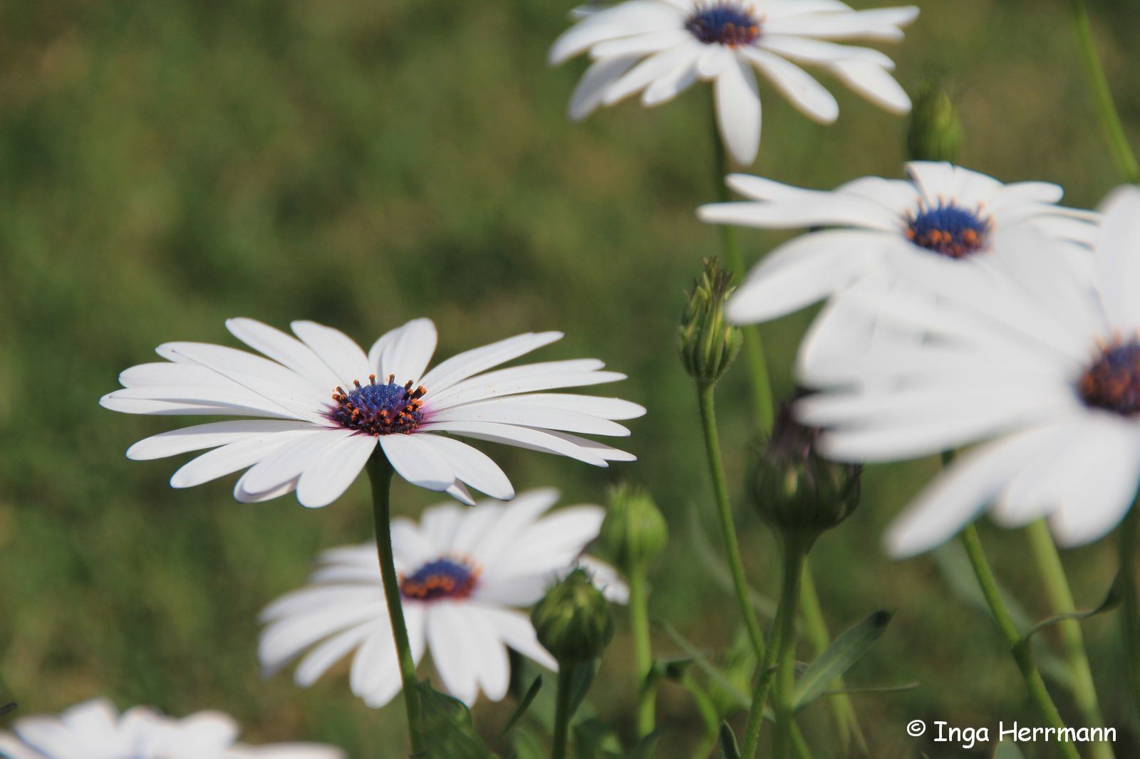 Flowerpower