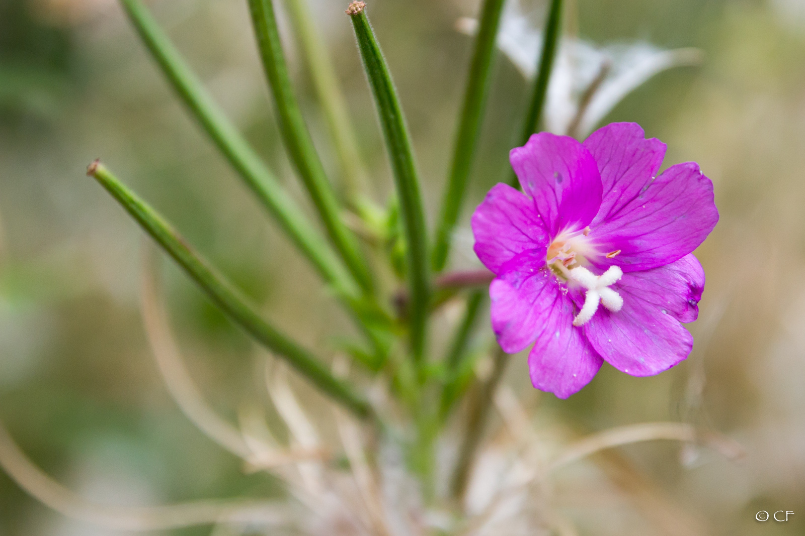 Flowerpower