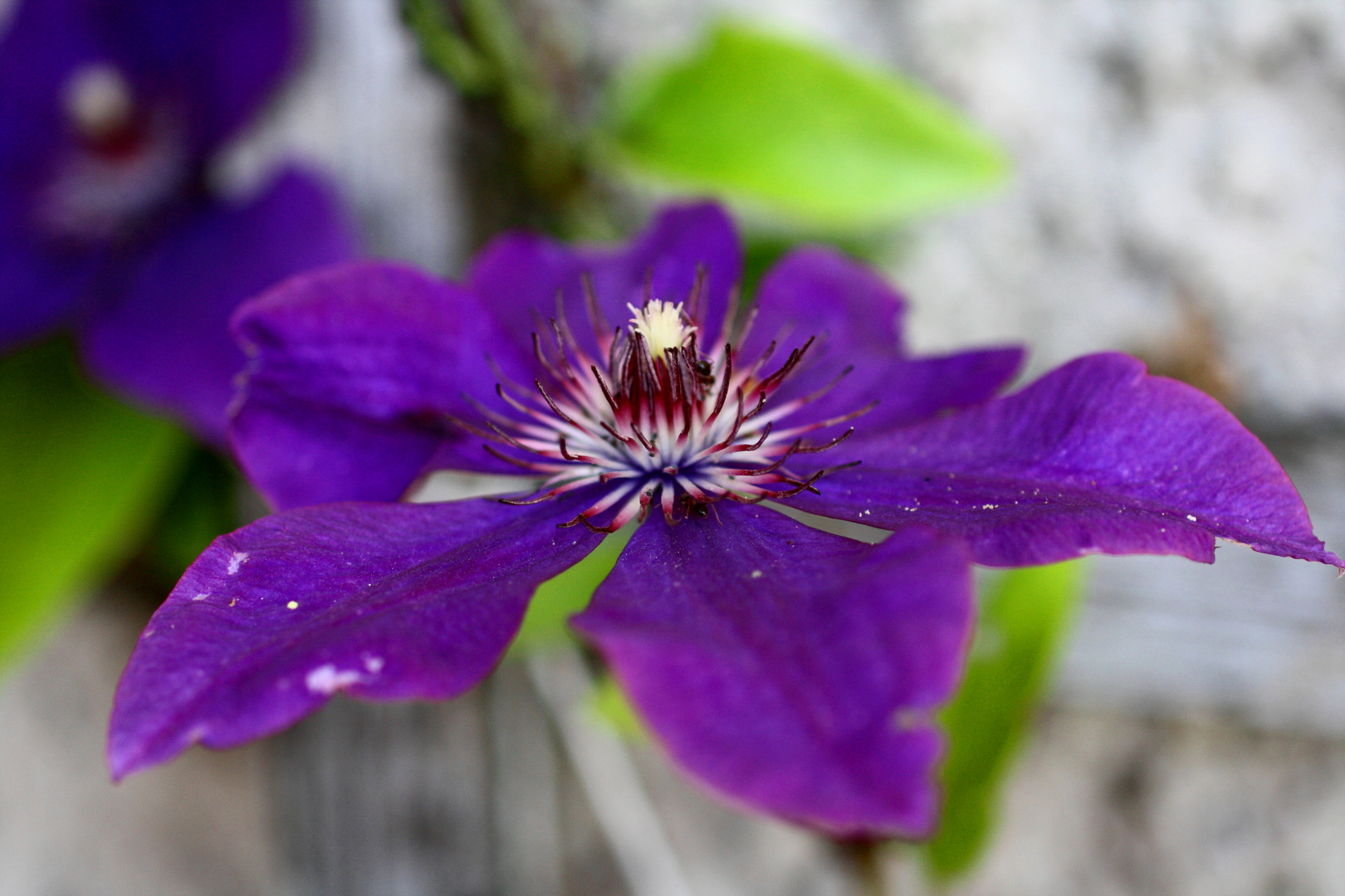 FlowerPower Foto & Bild fotos, dokumentation, outdoor Bilder auf