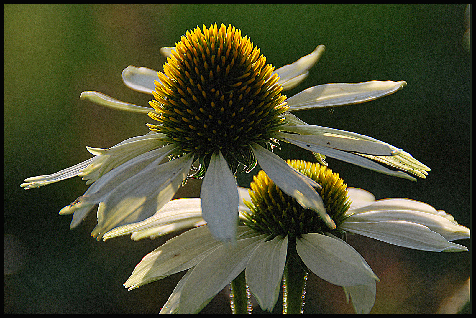 FLOWERPOWER -a light in the dark, Balm for your soul....