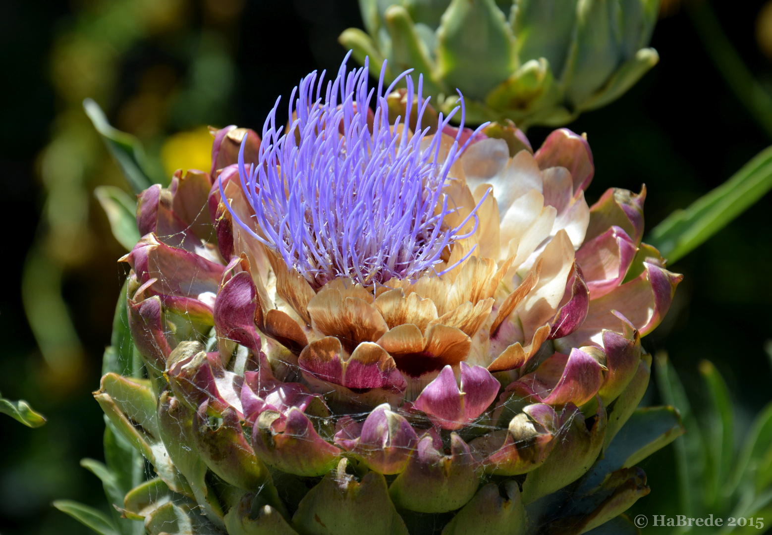 Flowerpower aus San Francisco