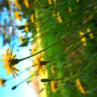 Flowerpower by the lake