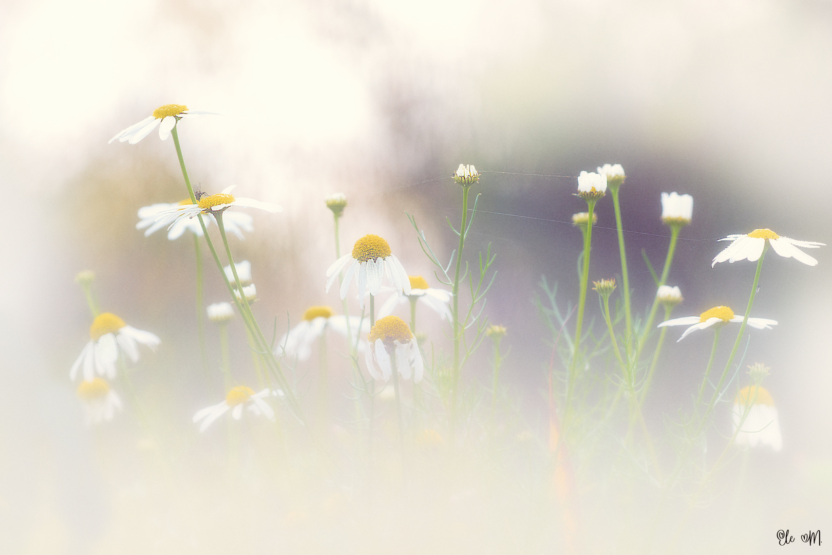 Flowerpower der falschen Kamille im letzten Sonnenlicht