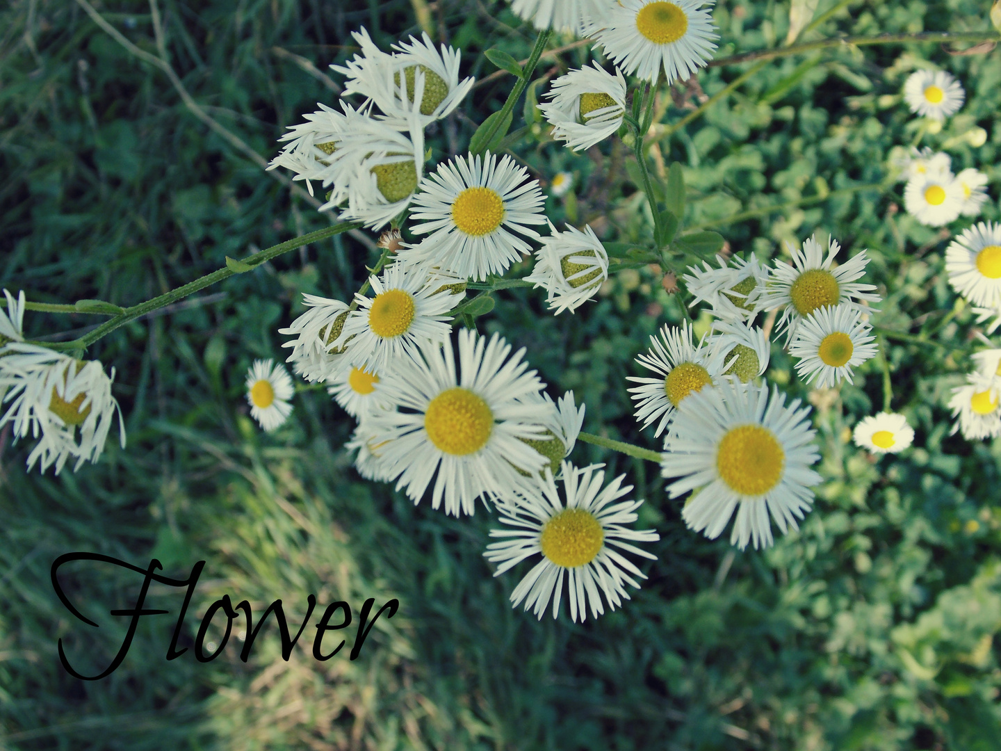 FlowerPower