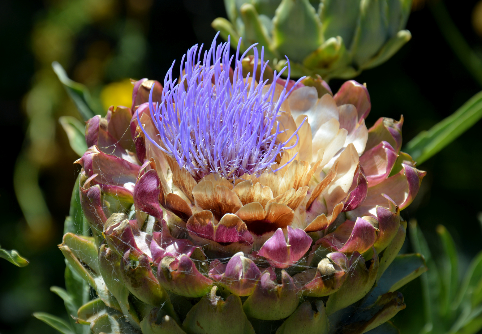 Flowerpower From San Francisco...