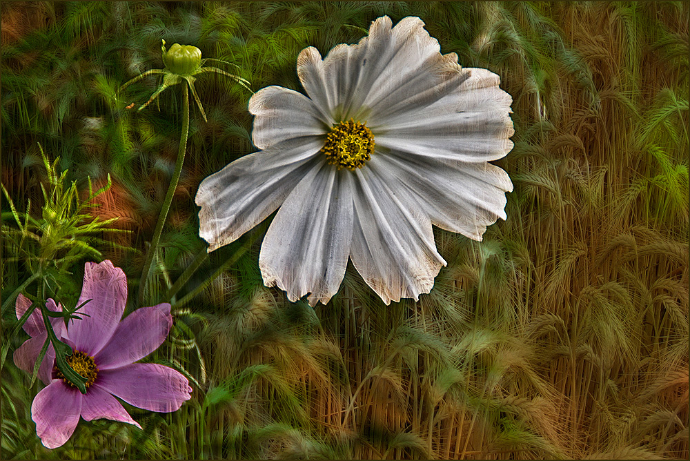 Flowerpower im Spätsommer